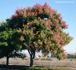 Koelreuteria paniculata - blooming